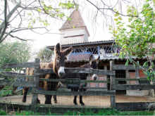 Gîte d'étape Asinerie d'Embazac, L’Isle-Jourdain