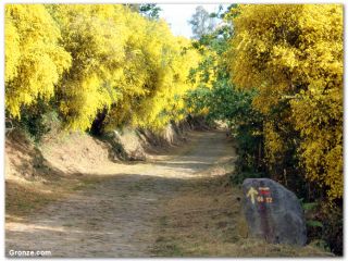 Camino a la salida de Rubiães, Camino Portugués