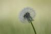 Imagen de flor_en_el_camino