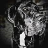 Imagen de Dogo Imagen de Dogo