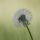 Imagen de flor_en_el_camino