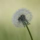 Imagen de flor_en_el_camino