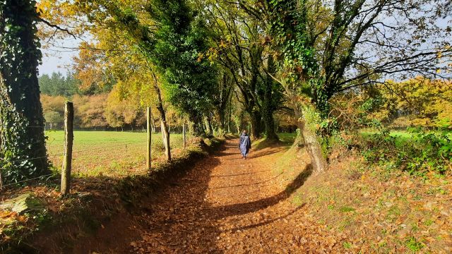 Sendero en el tramo de Sarria a Santiago de Compostela, en invierno.