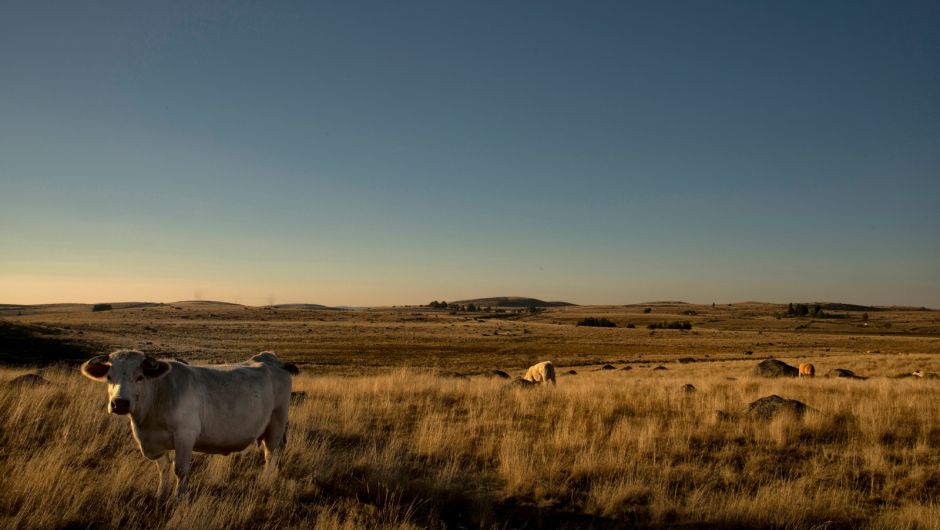 Aubrac, un espacio natural fascinante