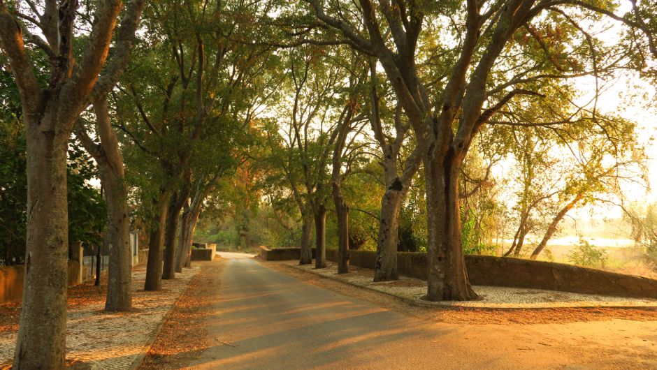Árboles frente al Tajo en la Quinta da Cardiga