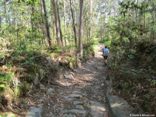 Camino por el bosque entre Carreço y Afife