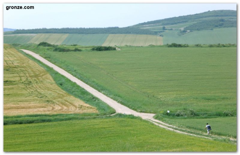 Campos de cereales de camino a Berantevilla Campos de cereales de camino a Berantevilla