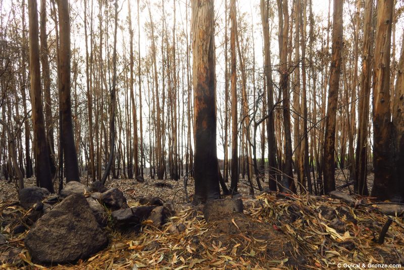 Bosque quemado de eucaliptos, Portecelo