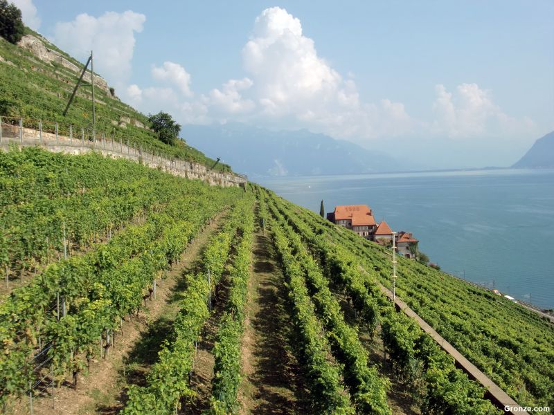 De camino a Rivaz, entre las terrazas de viñedos de Lavaux