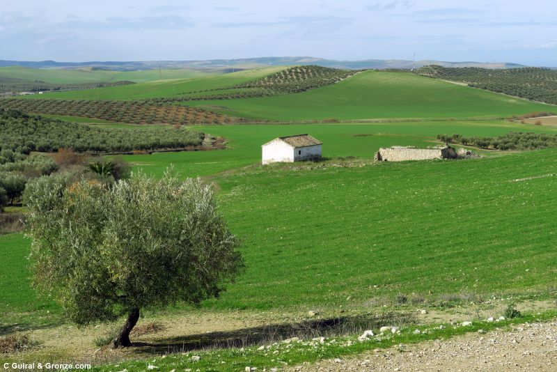 Olivos y campos de cereal en el ecuador de la etapa Castro del Río - Santa Cruz