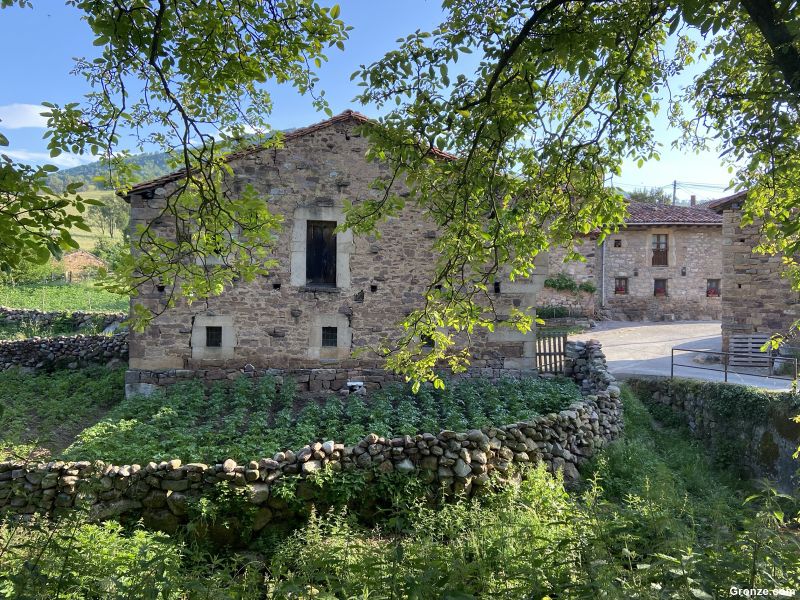Cicera