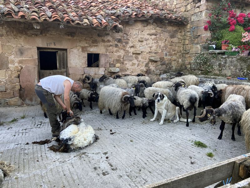 Esquila de ovejas en Cicera