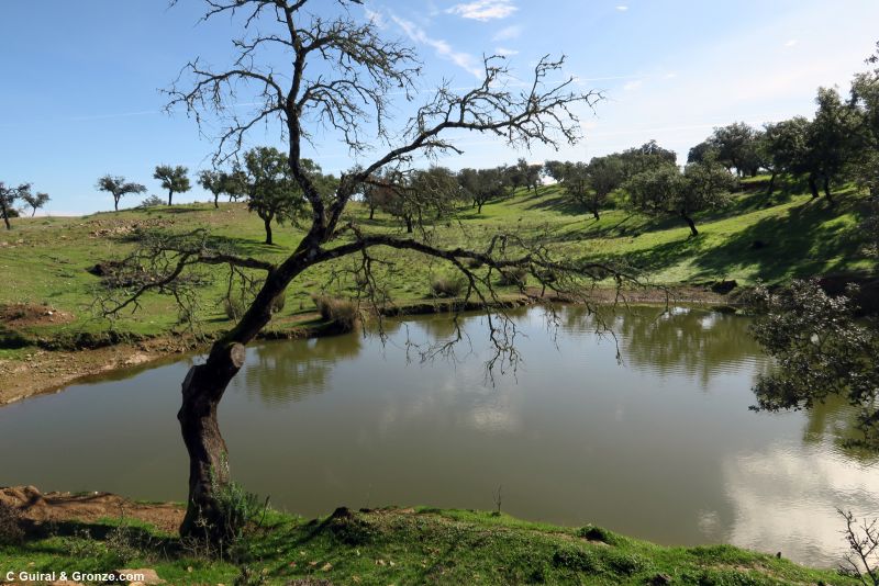 Charca y encinas junto al camino, hacia El Campillo