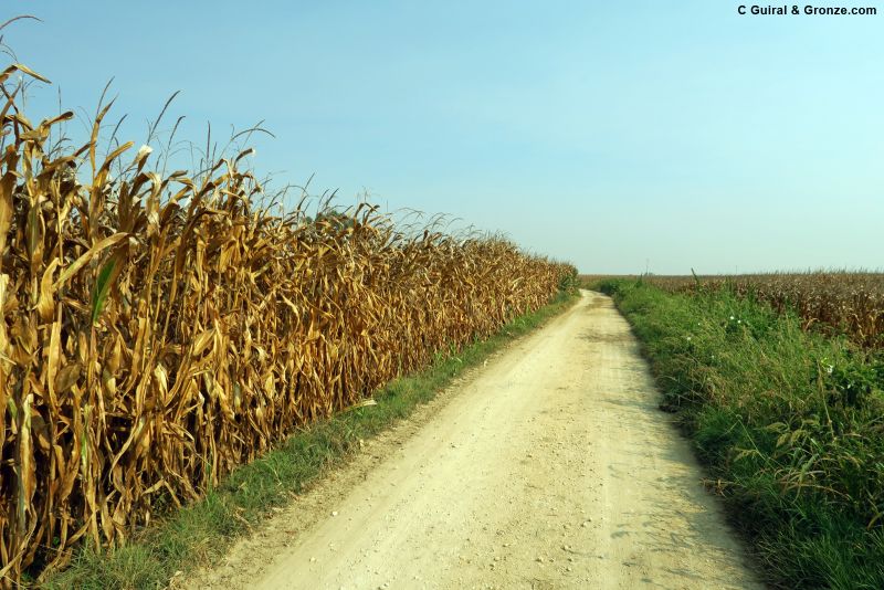 Tramo de camino entre maizales