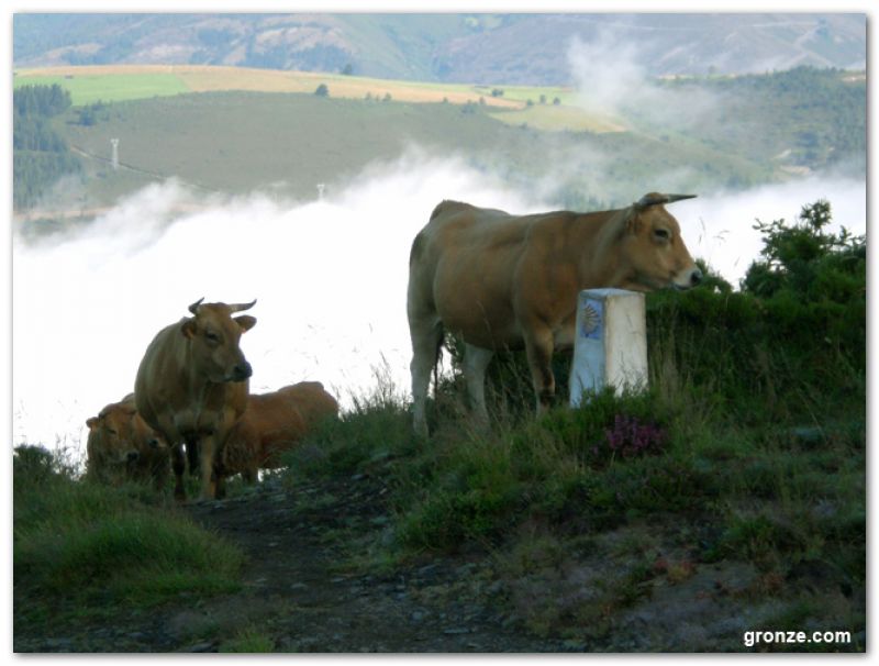 Camino Primitivo: Descenso al embalse de Grandas de Salime