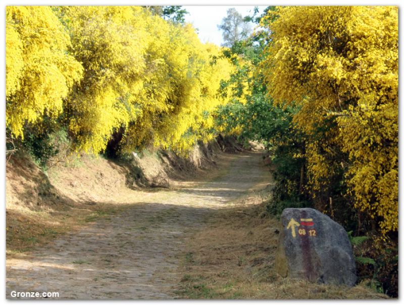 Camino a la salida de Rubiães, Camino Portugués