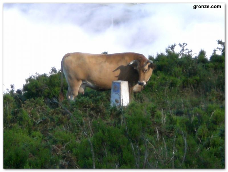 Una vaca observa un mojón de piedra