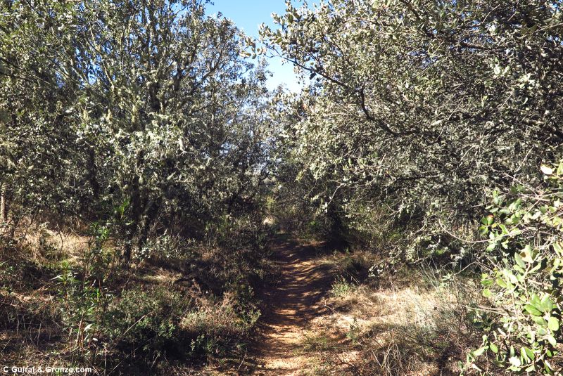 Sendero entre encinas chaparras, de camino a El Vacar