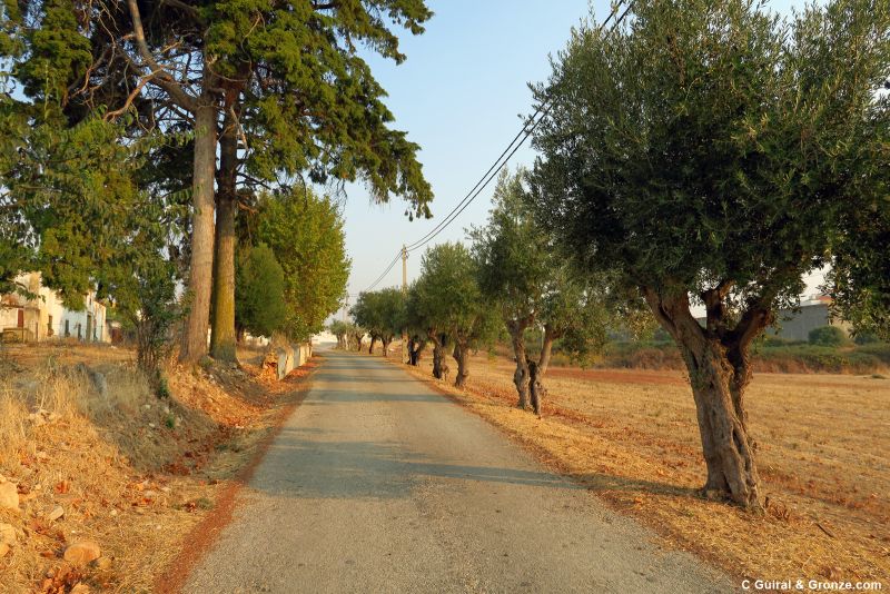 Hilera de olivos junto a una carretera local
