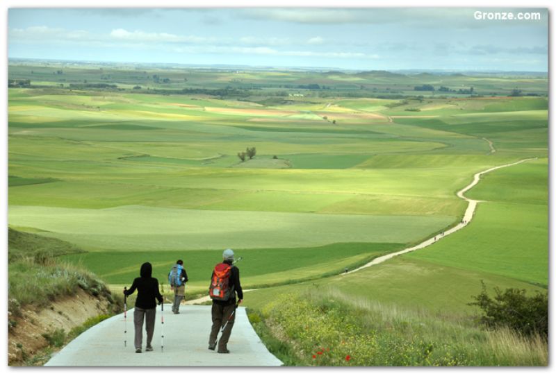 Campos de cereales en primavera, desde el Alto de Mostelares