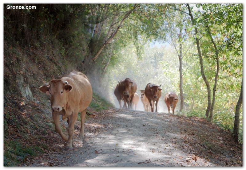 De camino a Sarria (variante de Samos)