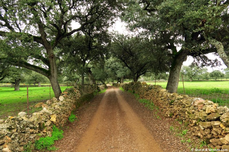 Camino entre muretes de piedra seca llegando a Cañaveral de León