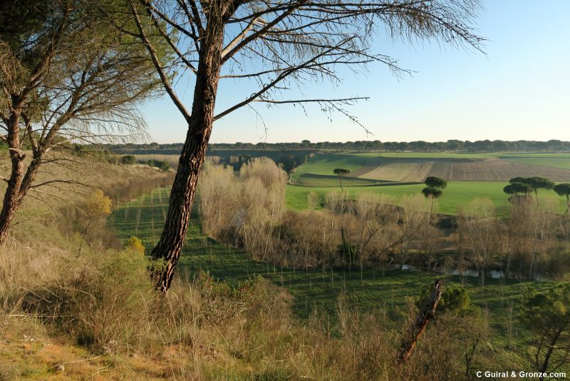 Pinares y río Eresma, a la salida de Coca