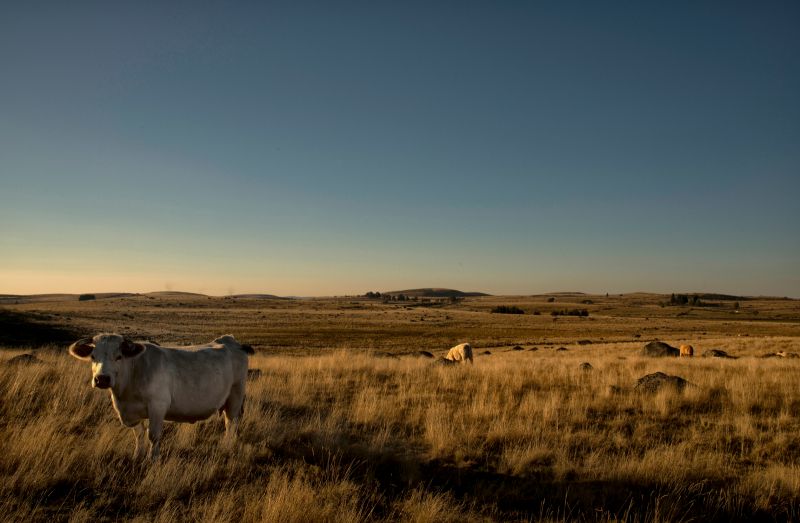 Aubrac, un espacio natural fascinante