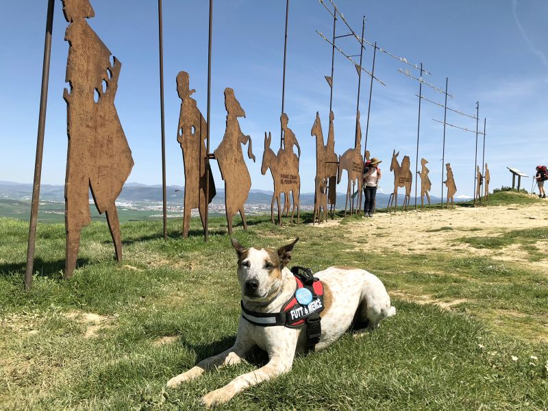 Futt, descansando en el Alto del Perdón