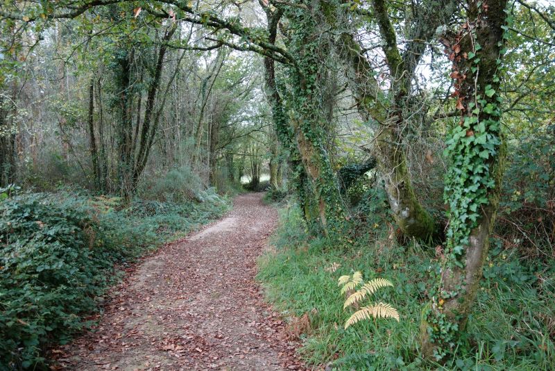 Tramo boscoso del Camino del Norte hacia Lavacolla