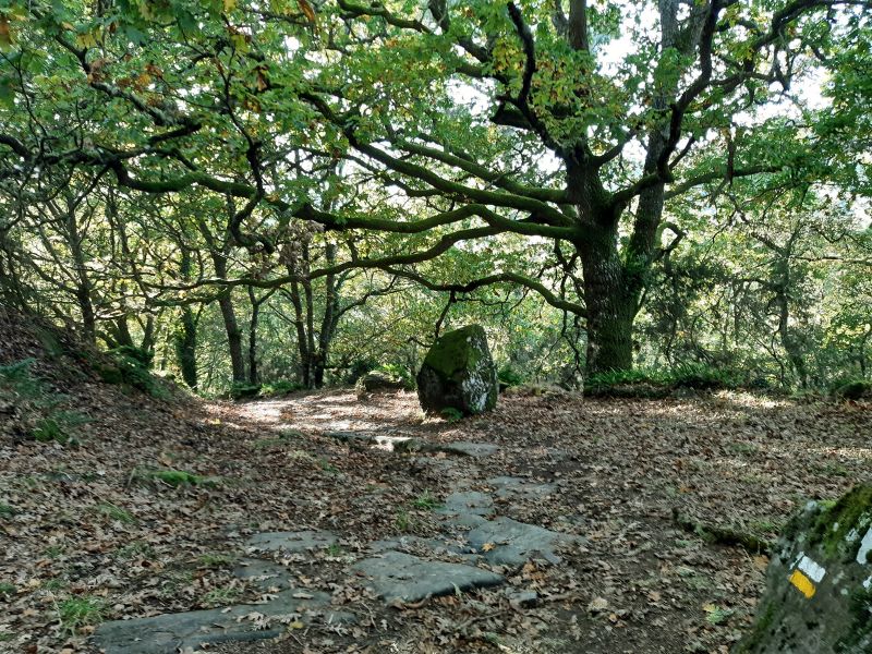 El bosque del cañón del Miño, bajando a Belesar, recorrido por los codos de una calzada romana.