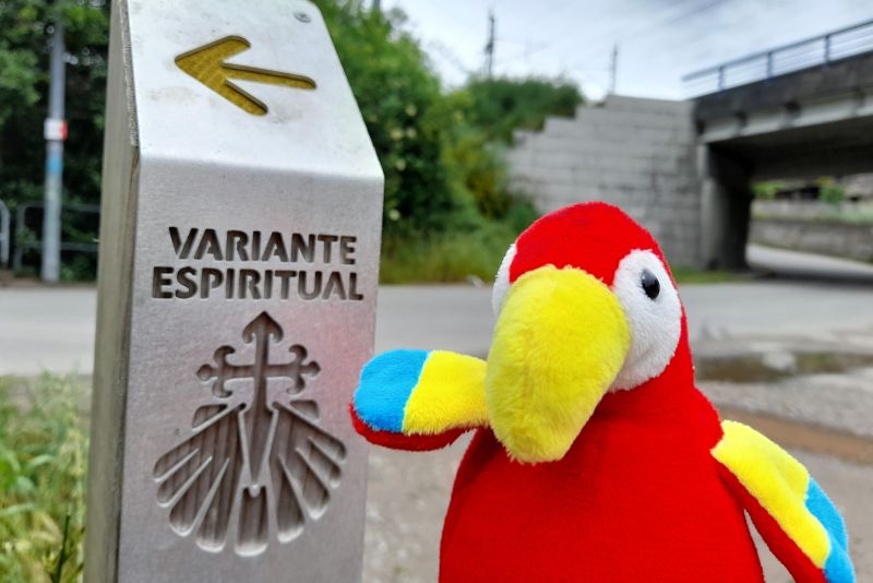 El loro Lorenzo en Pontevedra, junto al inicio de la Variante Espiritual (Foto: Míriam López).