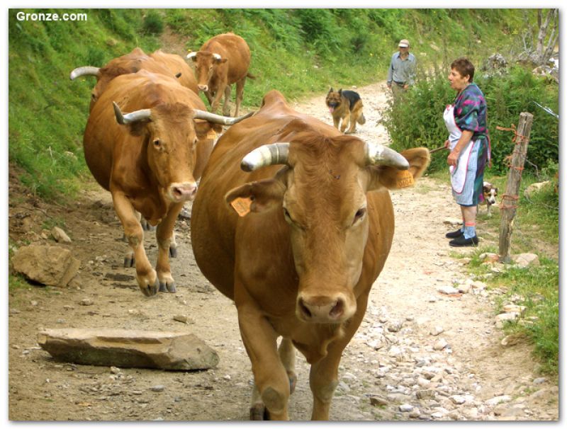 De camino a O Biduedo, Camino Francés De camino a O Biduedo, Camino Francés