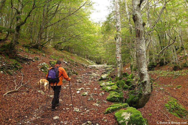 Calzada medieval a través del hayedo, durante la etapa reina del Camino Vasco.