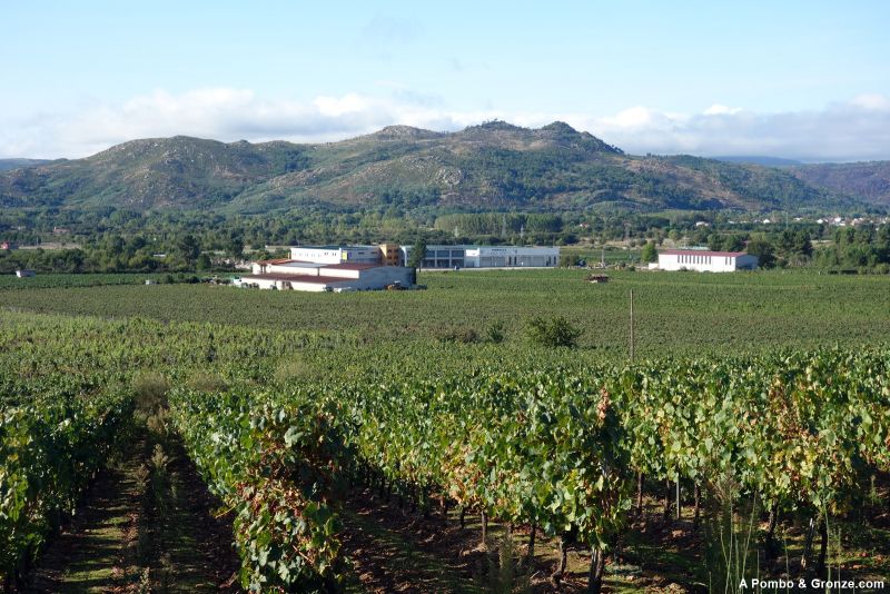 Viñedos y bodegas de la D.O. Monterrei, de camino a Albarellos