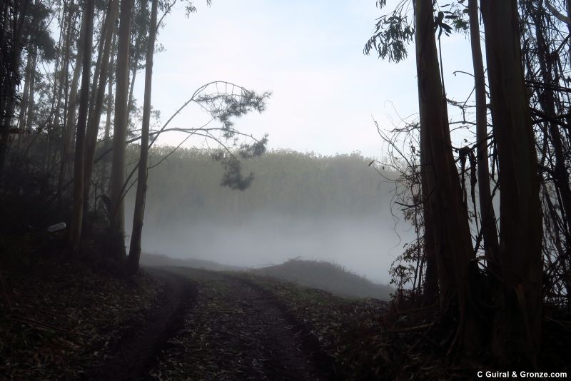Niebla en un claro del bosque, cerca de Abres