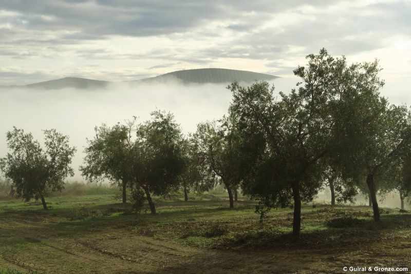 Niebla matutina a la salida de Castro del Río