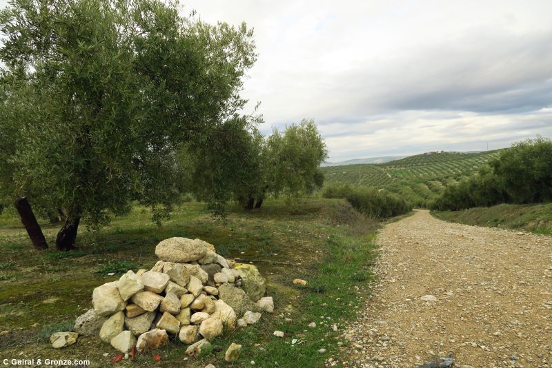 Extensiones de olivos a la salida de Baena
