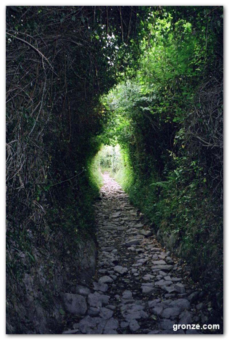 Túnel vegetal, en la entrada de Ostabat Túnel vegetal, en la entrada de Ostabat