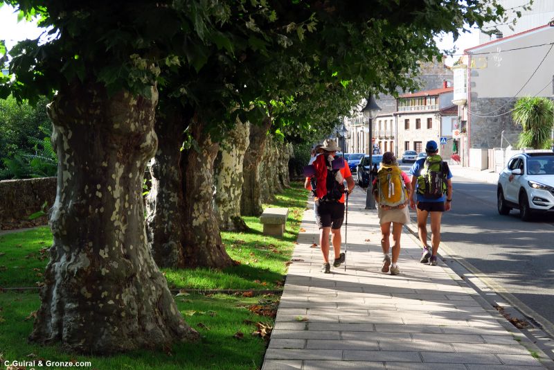 Paseo con plátanos de sombra a la entrada de Chantada