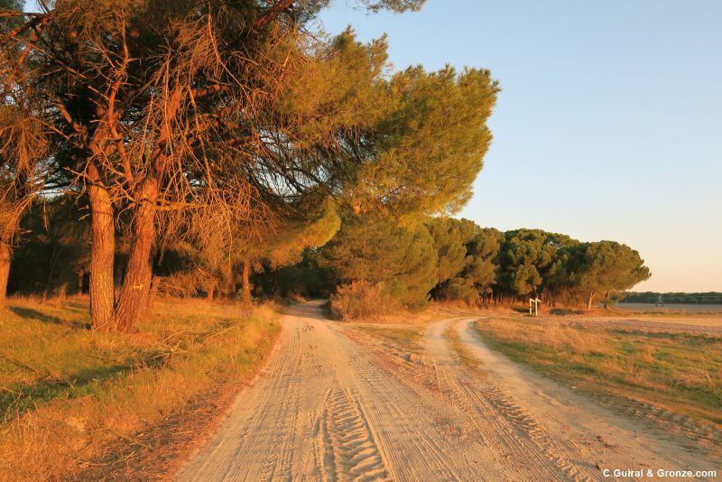 Pinar y camino de arena, a la salida de Alcazarén