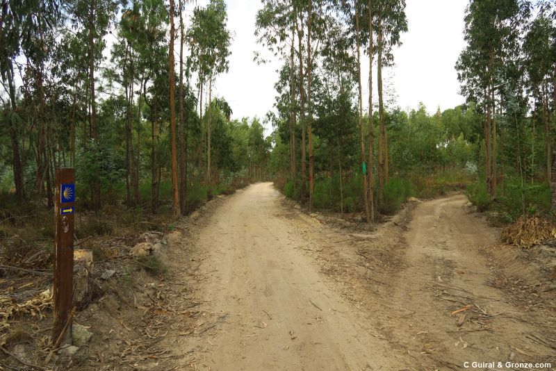 Tramo de pista de arena entre eucaliptos