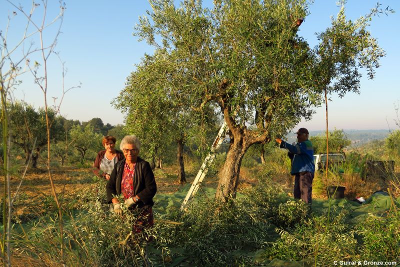 Recogida de las aceitunas, un trabajo en familia
