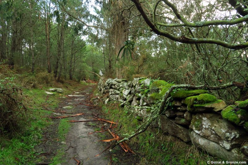 Sendero por el bosque de camino a Baiona