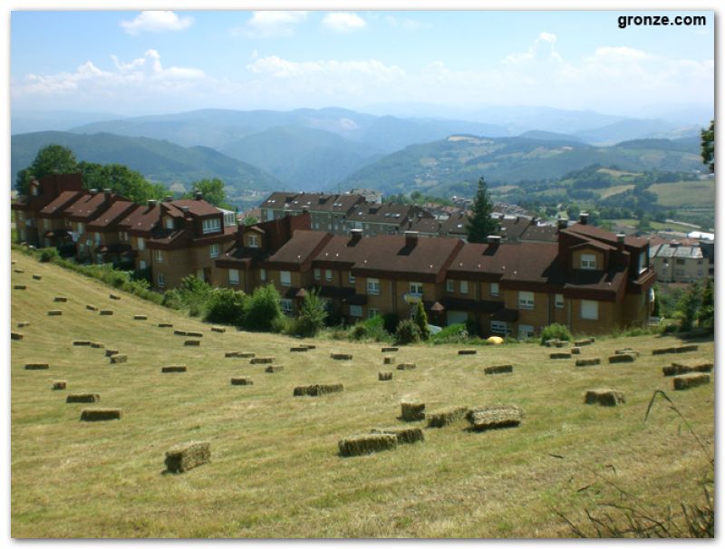 Tineo
