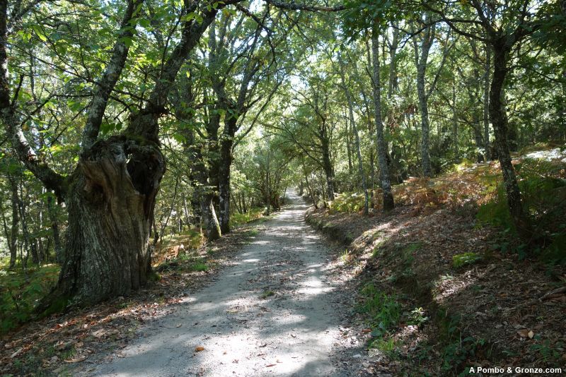 De San Pedro de Trasverea a Mirós