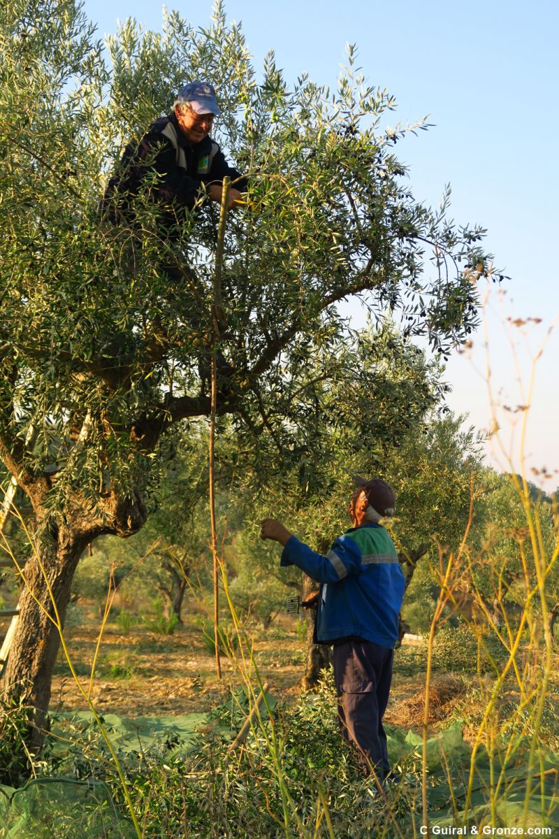 Vareando los olivos