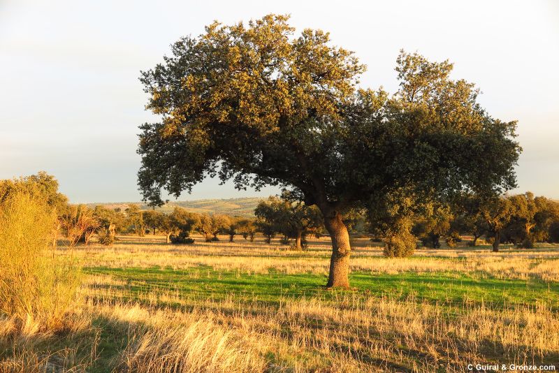 Encinas en la Vereda de Don Benito