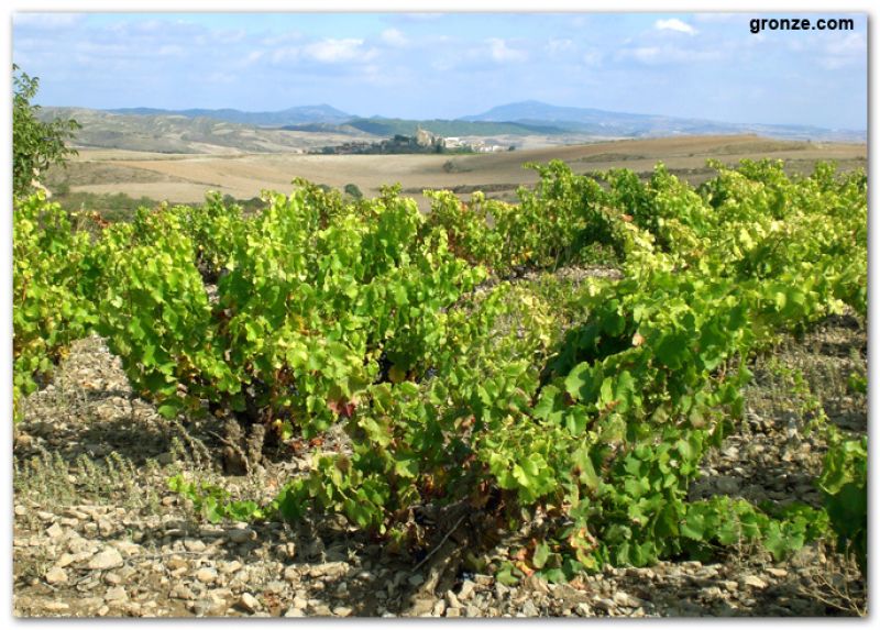 Viñedos de camino a Viana